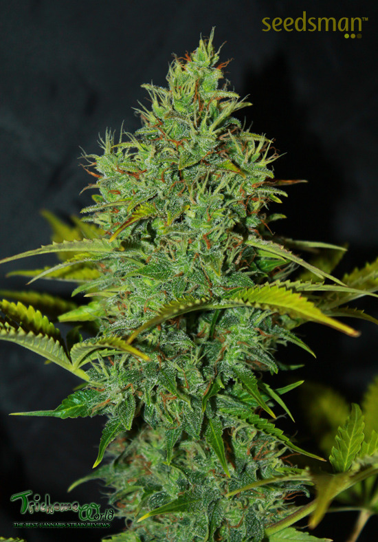 trichome-world:  (via Skunk 1 Auto Seedsman Week 9)