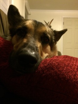 babylionteeth:  When I come home from working in Salem all day and all this guy wants to do is lay on top of me. He’s so fucking adorable! 