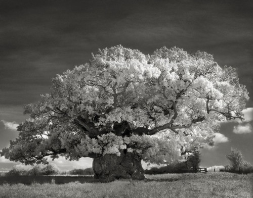 universal3love:maxitendance:  The Most Spectacular Living Monuments of the Earth photographed by Beth Moon    Just magnificent!