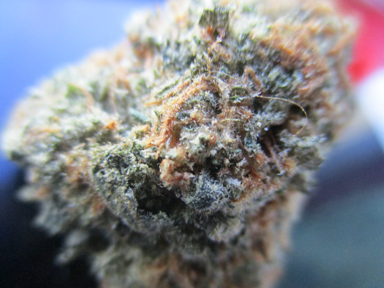chloechronic:  Orange Cookies 🍊🍪 