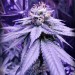 kushycat:Death bubba week 8!! 💜