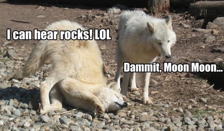 mirisaki:  The Origin of the Moon Moon meme