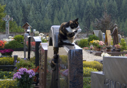 taphophilia:  Churchyard moggy by photosan0