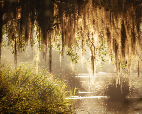 hueandeyephotography:Spanish Moss on a Humid Morning in the Swampland, Charleston, SC© Doug Hickok  