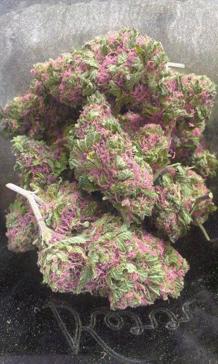 Porn Dank Purps photos