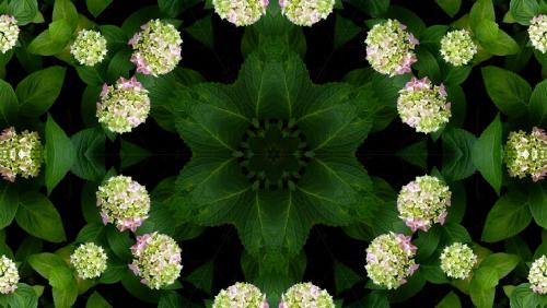 Nature in Kaleidoscope.Had a phase last year of making these things, usually from failed snapshots a