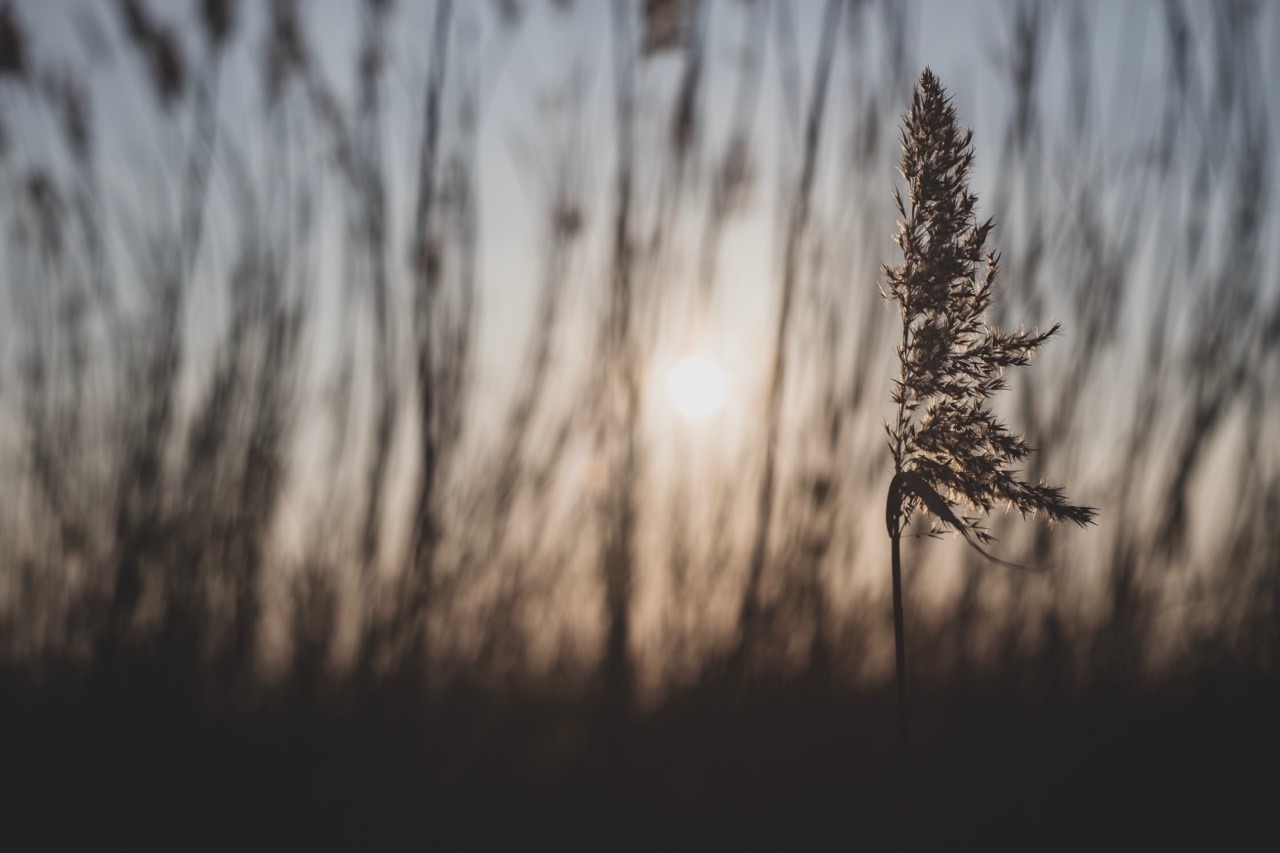 lost-photos: Sunlight and evening breezes  