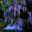 purple-wysteria