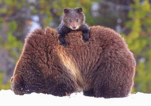 wonderous-world:Steve Hinch photographed this little grizzly bear cub who found a clever way to keep