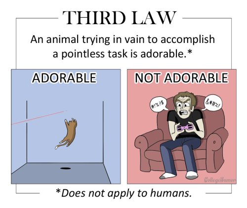 forlackofabettercomic:collegehumor:An acute guide to cutenessFinish reading The 6 Laws of Adorabilit