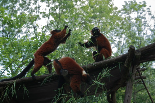 i was at the zoo today and fell in love with lemurs.