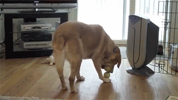 sizvideos:  Video 