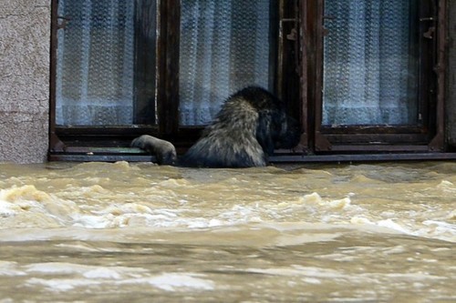 s-selenitas:  Boats sailed through the streets of a Serbian town on Friday on a mission