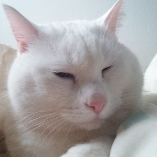 my-cat-trastu: Sleppy