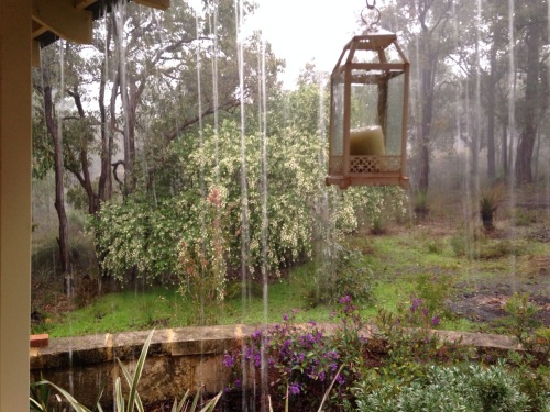 pistachiou:i think the rain thinks the garden isnt green enough!!