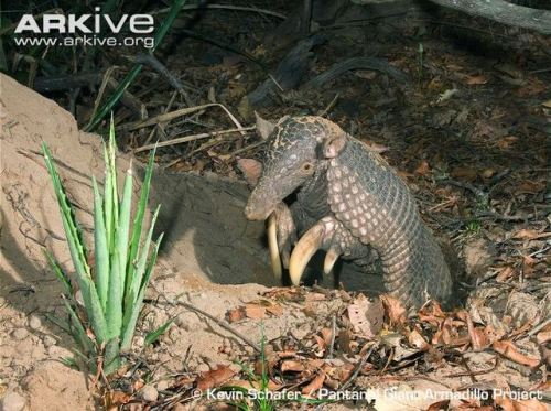 zsl-edge-of-existence:Giant armadillos have extremely large, powerful front claws, meant for digging