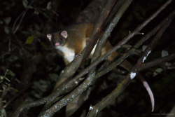 clusterpod:  Ringtail Possum, Pseudocheirus