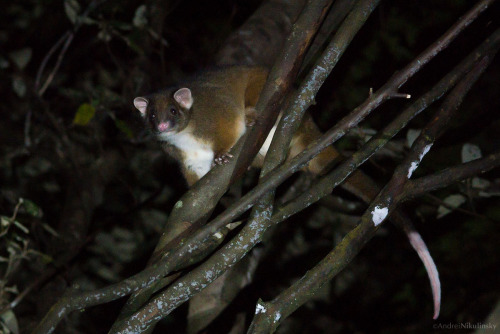 clusterpod:  Ringtail Possum, Pseudocheirus peregrinus  Julius River, Tarkine, Tasmania