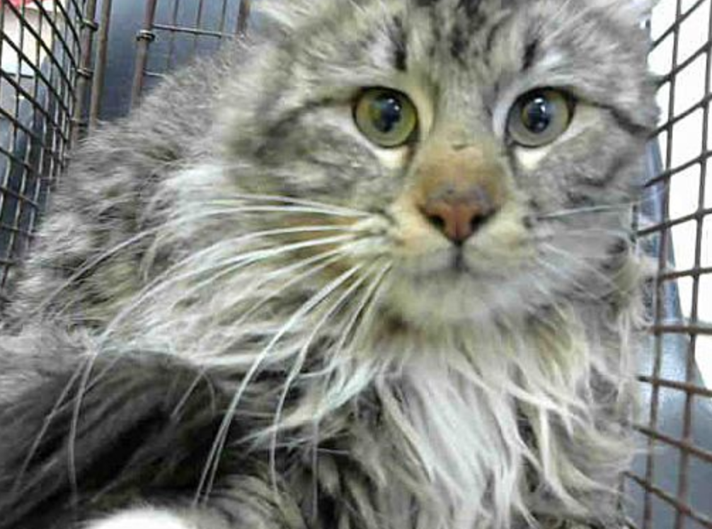 bleeply:  to any socal/california people willing to drive! ***DEVORE ANIMAL SHELTER***