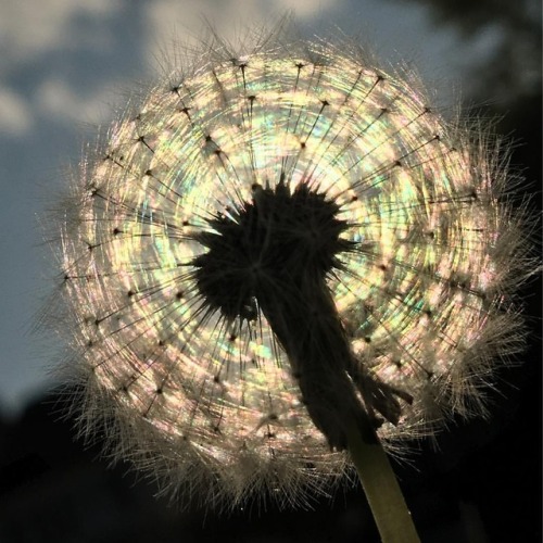 Dandelion Sunset. #dandelion #dandelions #silhouette #rainbow #sunset #adpaterniti #antoniodpaterniti