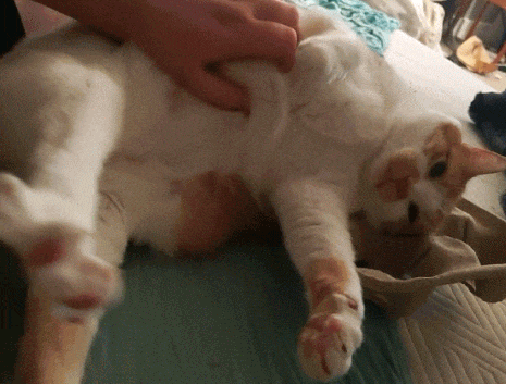 Red and white tabby being pet on his tummy and sticking all his legs out