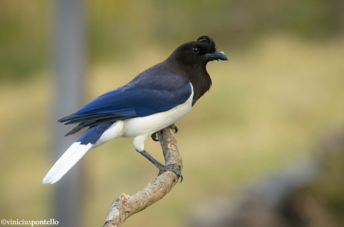 Porn photo becausebirds:  The Curl-crested Jay has