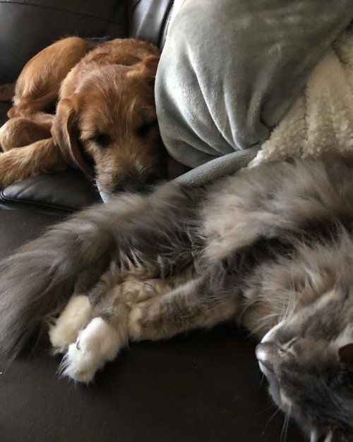 #cozythecat #tacobellmorena