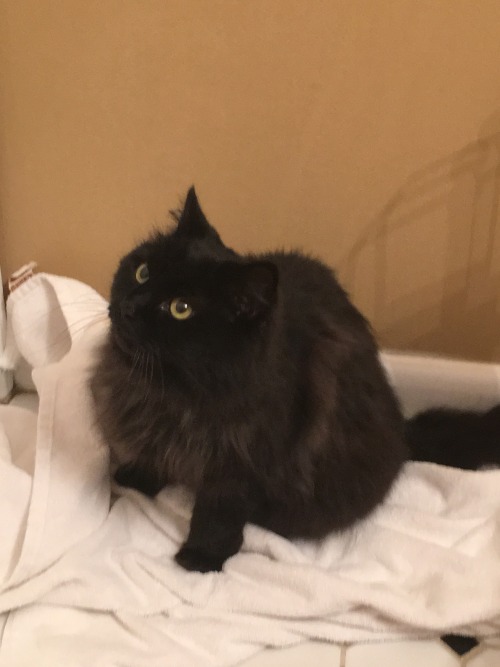 anna-of-the-southern-isles:anna-of-the-southern-isles:my baby girl ❤️❤️ @mostlycatsmostly