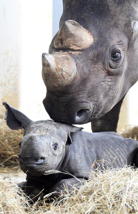 Another Big Baby For Zoo MiamiOn Sunday May 25th, a Black Rhinoceros was born just after 11:00 pm. T