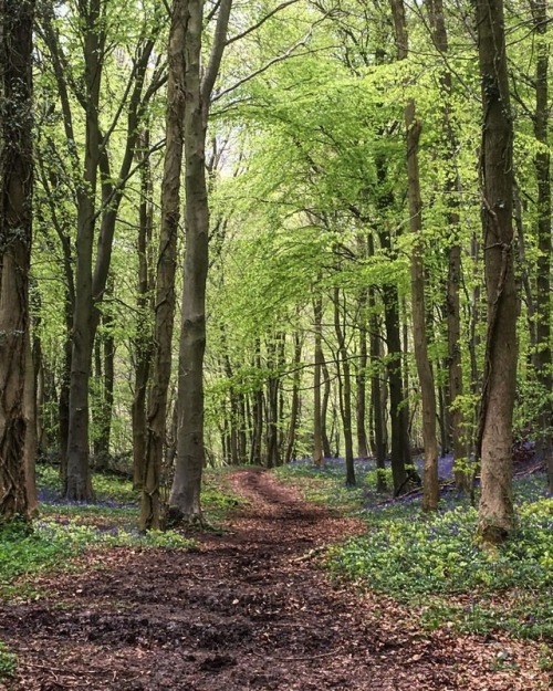 random99musings:The road not taken. (at Stroud, Gloucestershire)