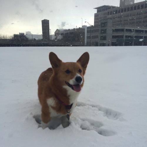 Moogi: Hurray the snow came back! Dad: ❄️#corgisofinstagram #snow #aprilsnow