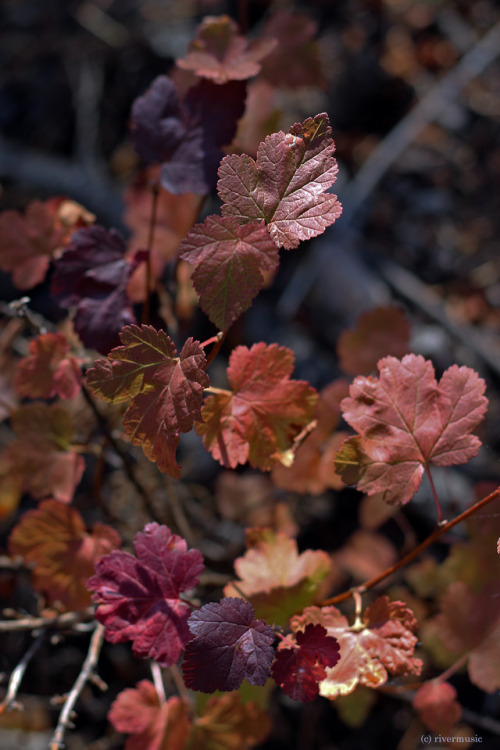 The subtle maroons and merlot hues of wild Currant leaves (Ribes sp.), Shoshone National Forest, Wyo