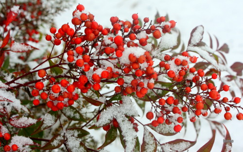 First snow in Independence, OregonINSTAGRAM