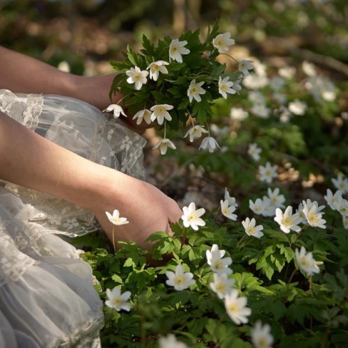 elvenforestworld:wood anemone byonebouquetperday