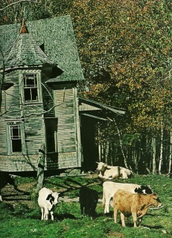 vintagenatgeographic:  Abandoned house keeps company with dairy cattle in Penobscot County, Maine National Geographic | June 1977 