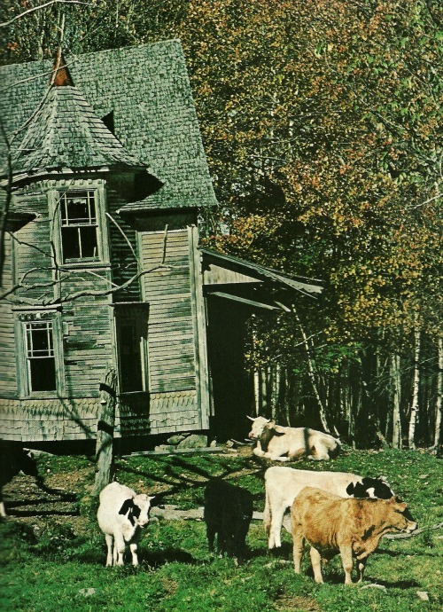 vintagenatgeographic: Abandoned house keeps company with dairy cattle in Penobscot County, Maine Nat