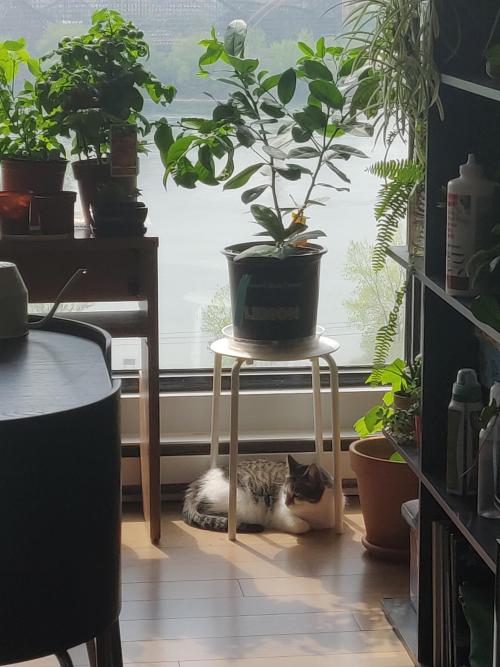 Napping with the plants via https://ift.tt/KLiCbZv