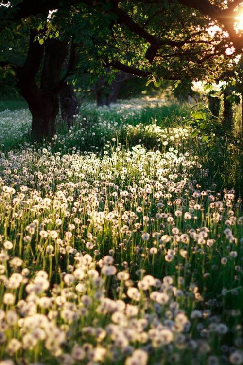 hippie-tranquility: