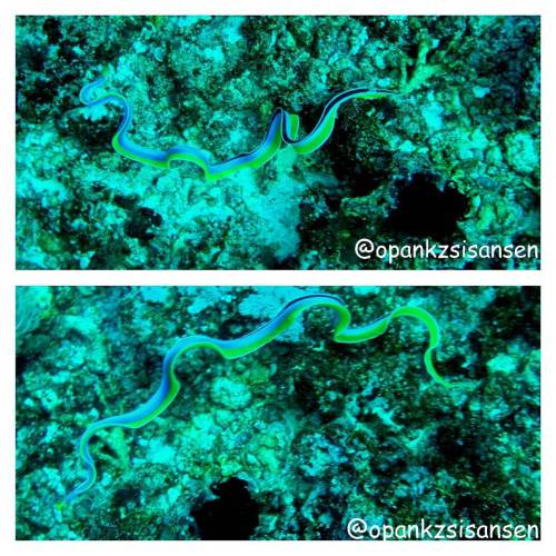 Yellow ribbon eel hunting mode  #2   #mantapoint #labuanbajo #cndive #komodo #flores #ntt #indonesia