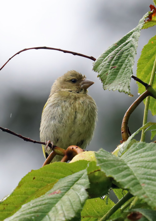 Greenfinch/grönfink.