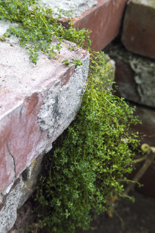 pragmaculture:Creeping thyme cascading over the brick walls in the glasshouse