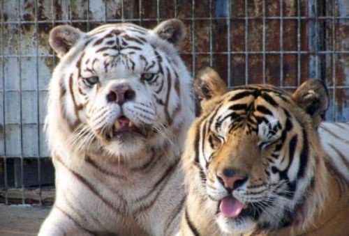 sixpenceee:  KENNY: THE INBRED TIGER WITH adult photos