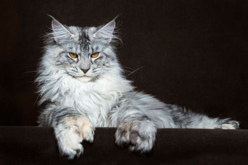 cwnerd12: littlelimpstiff14u2:   Robert Sijka  photographs Maine Coon cats and makes them look like majestic mythical beasts  The man who takes these glorious photos is Robert Sijka.   	“My passions are cats and photography, I do my best to combine