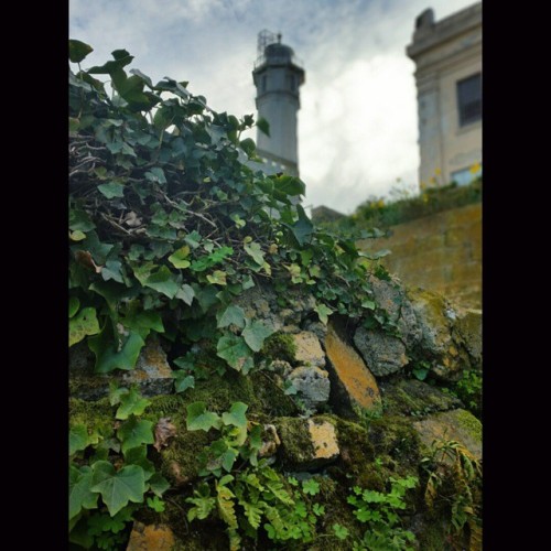 The greener side #sanfrancisco #alcatrazisland #bestofbayarea (at The Gardens Of Alcatraz)