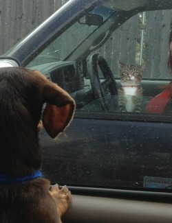 kimberlysugar812:  this dog saw a cat in a drive thru, they were both equally confused - Imgur