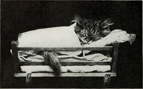 historicalbookimages:page 93 of “Kittens and cats; a book of tales”(1911)