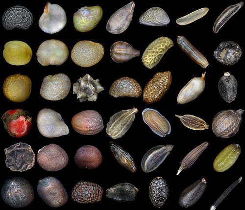 typhlonectes:Microimages of seeds of various plants.The first row: Poppy, Red pepper, Strawberry, Ap