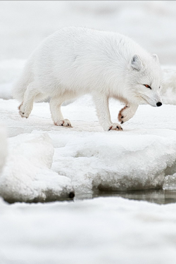 disminucion:  Arctic Fox, RJ Payne