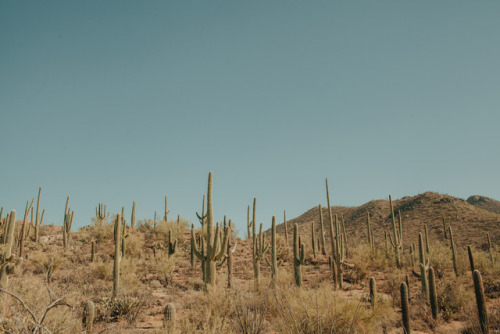 julianajohnsonphoto: Saguaro National Park porn pictures