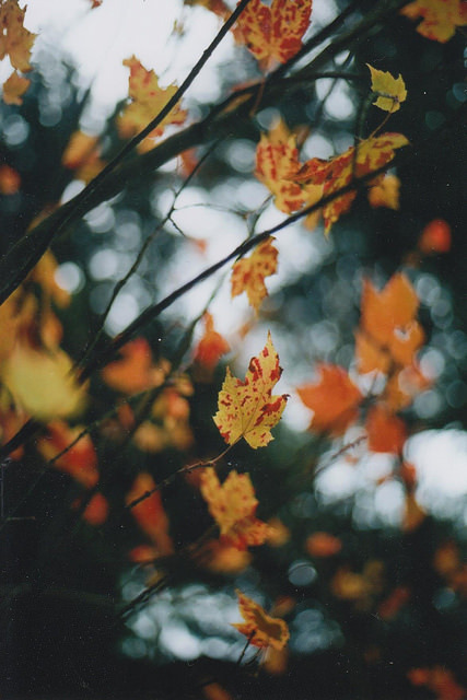 Sex Falling leaves ♡ pictures